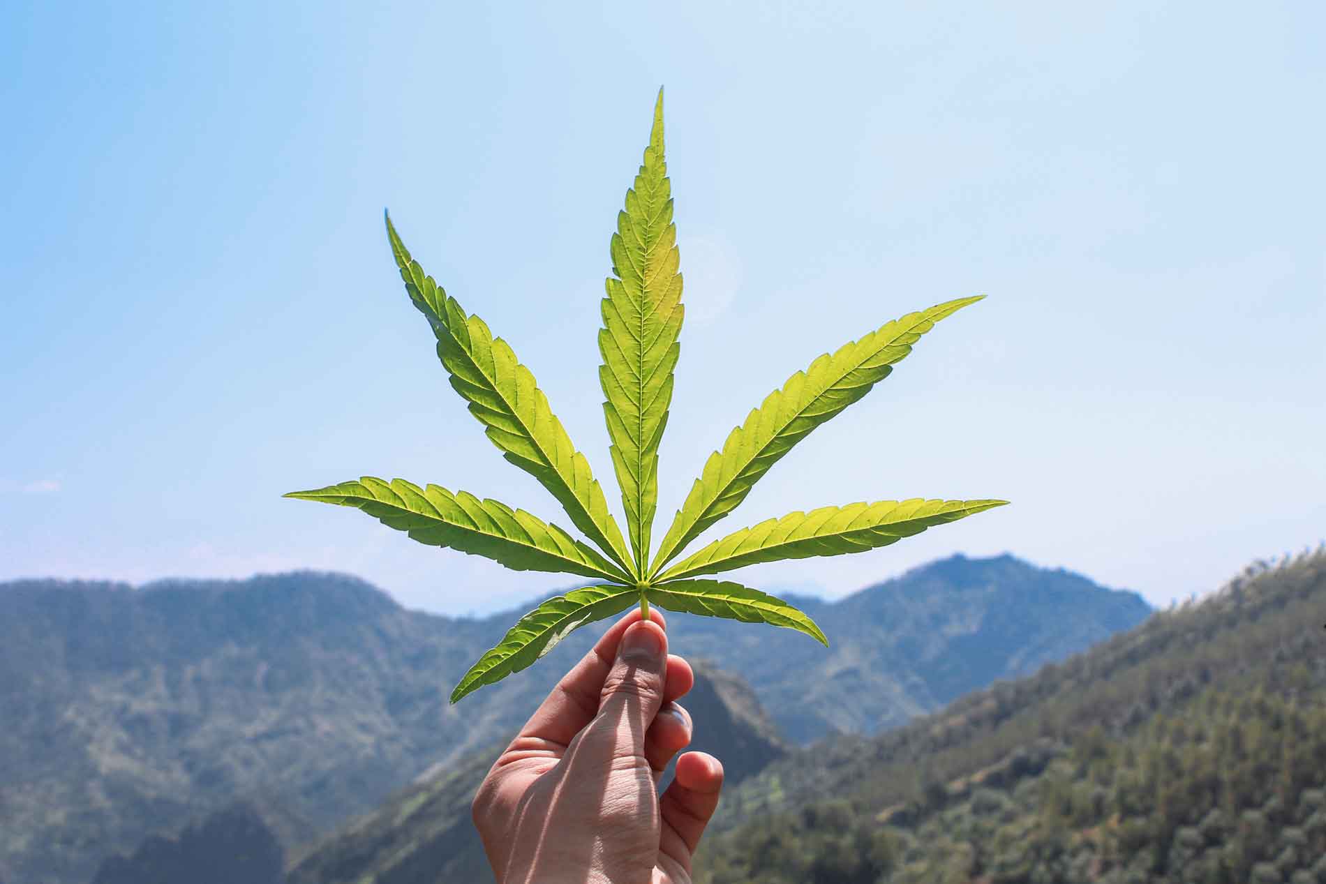 cannabis leaf held in front of mountains